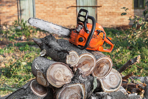 Best Large Tree Removal  in Toccoa, GA